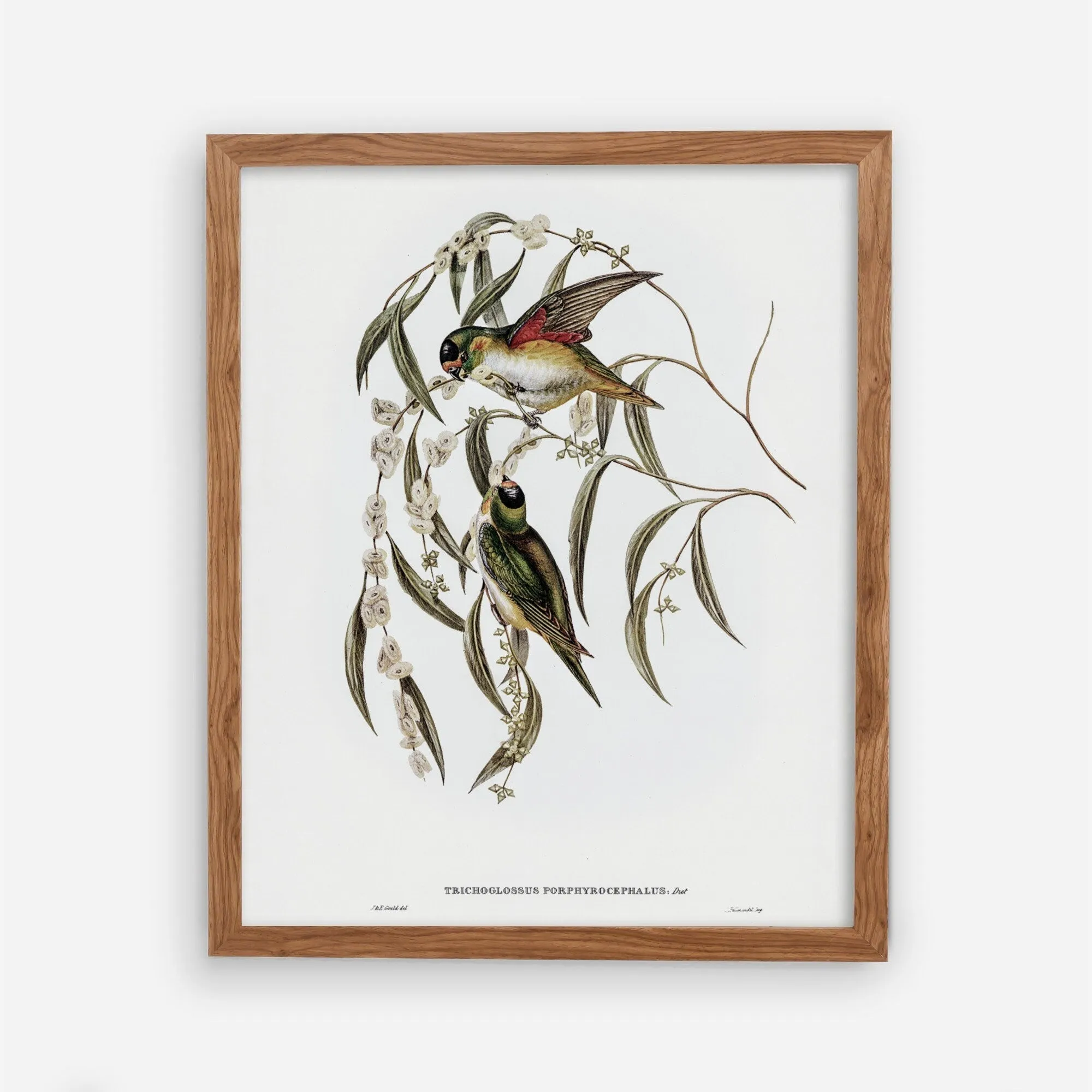 Vintage Bird Wall Art